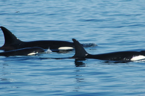 Killer Whales, Galápagos Islands