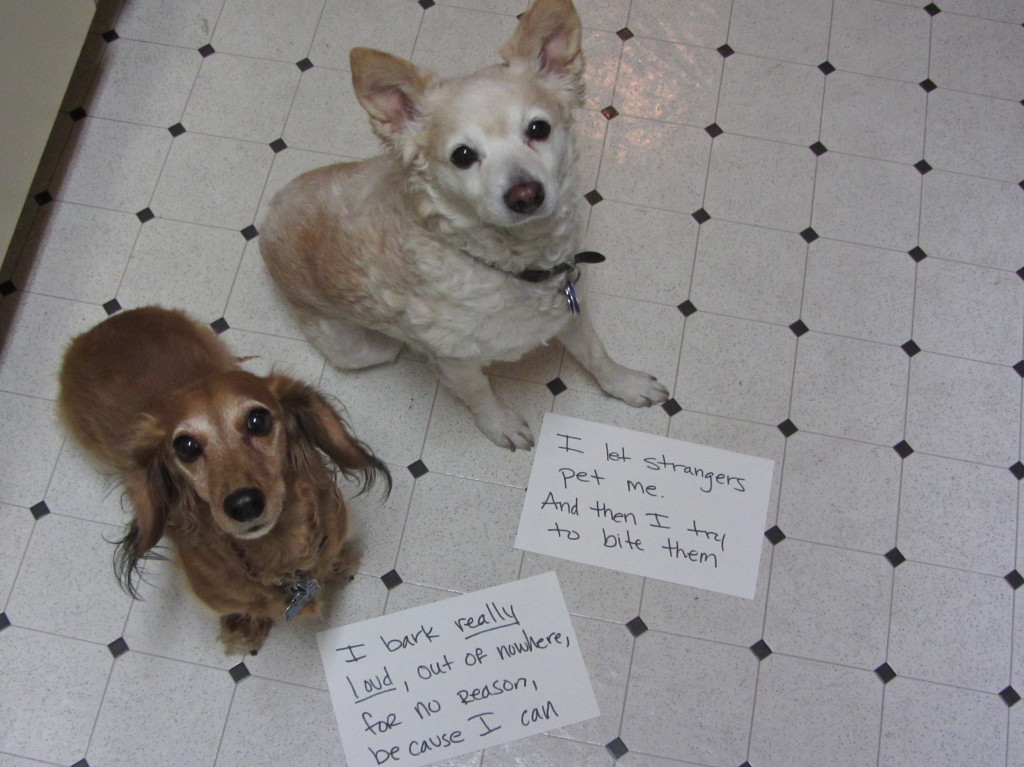 Dog_shaming