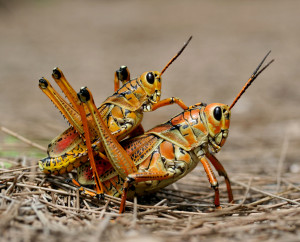 Cowboy locusts. Riding other locusts as horses.