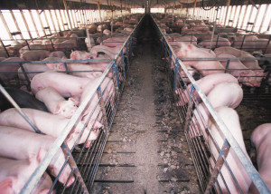 Hog_confinement_barn_interior