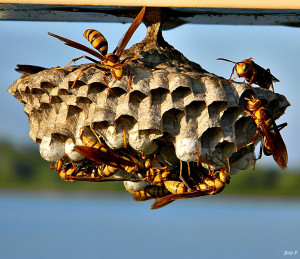 wasps