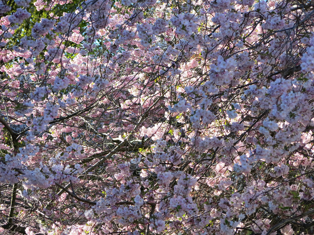 Ōtautahi Spring